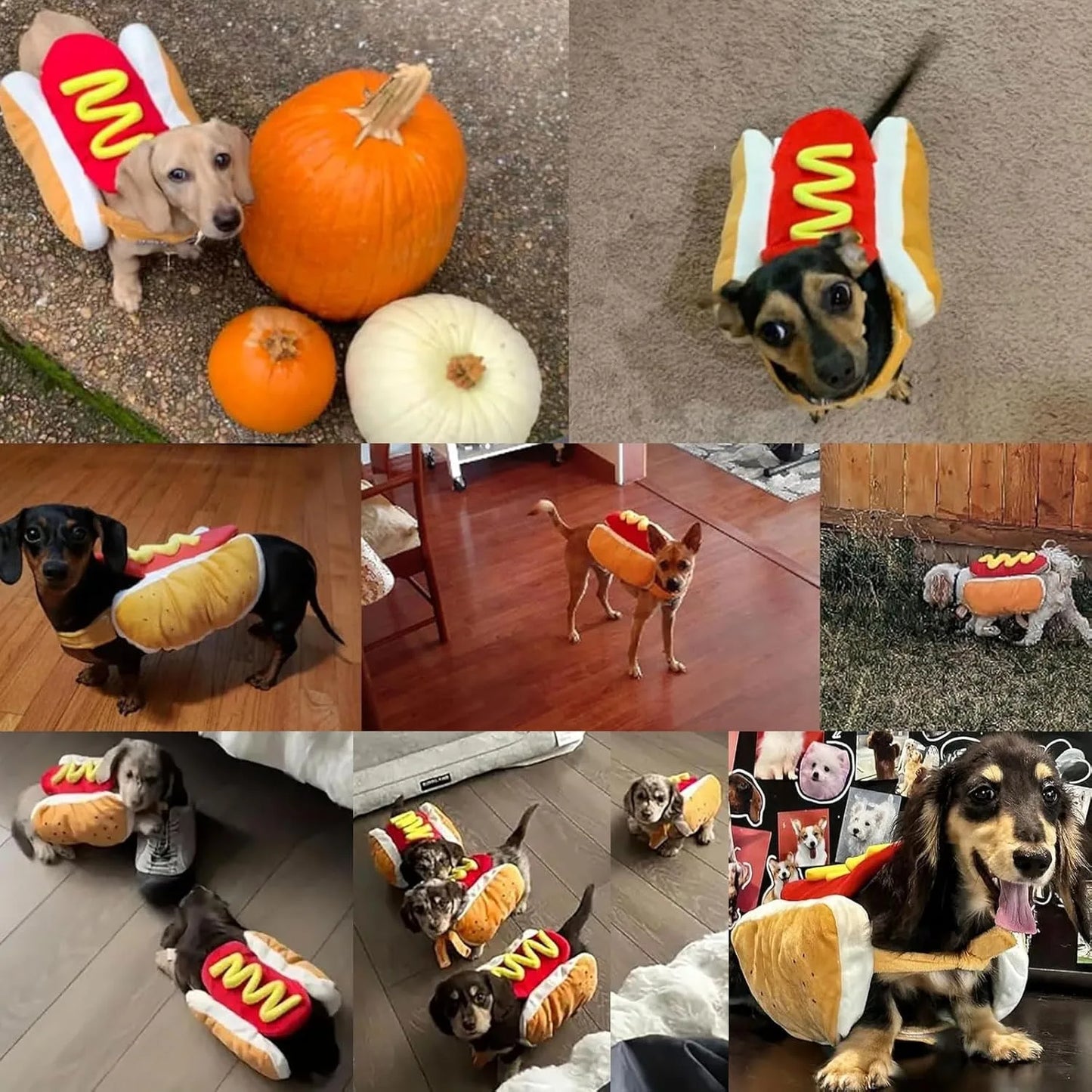 HotDawg™ – Das Lustigste Halloween-Kostüm für Hunde