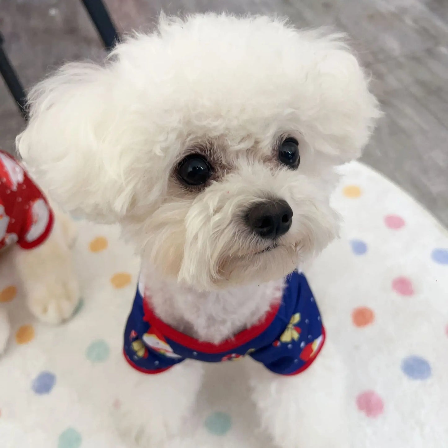 FesttagsPfote™ Weihnachts-Haustier-Shirt 